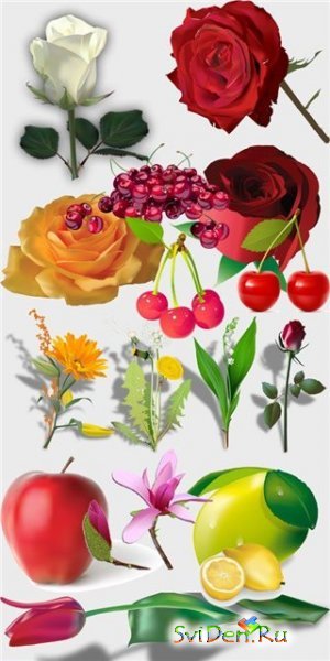 Vector flowers and fruit