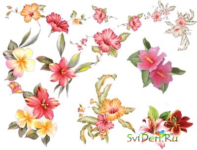 PNG clipart - Flowers