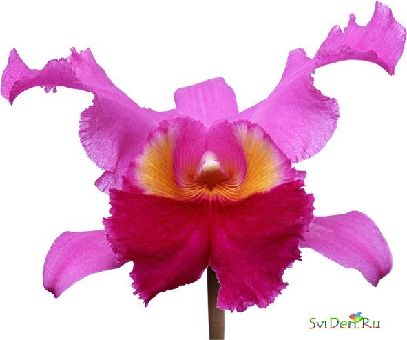 PNG Clipart - Orchids