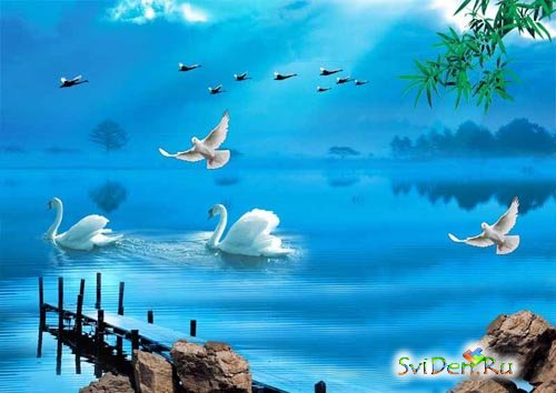 White swans on a pond (a multilayered source code for a photoshop)