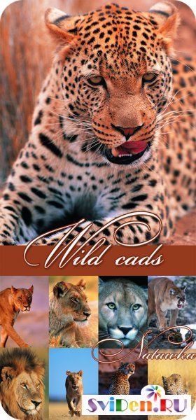 Wallpapers  -  Wild Cats