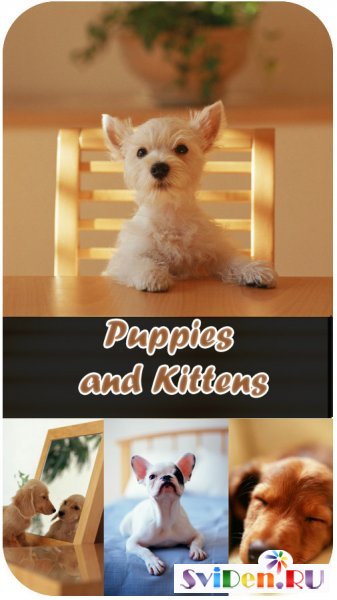 Stock Photos - Puppies and Kittens