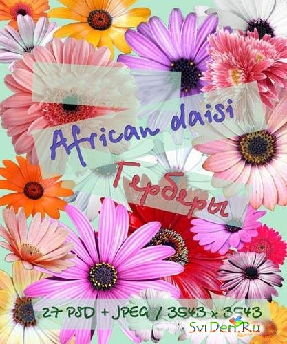 PSD templates - African Daisy