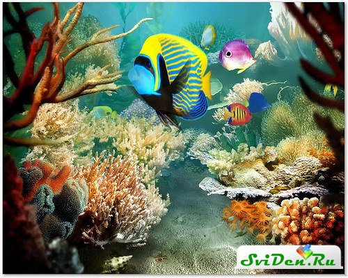 Красивый 3d скринсейвер с тропическими рыбками