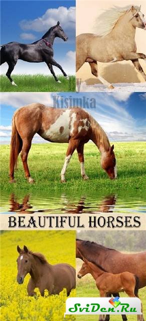 Клипарт - Красивые лошади
