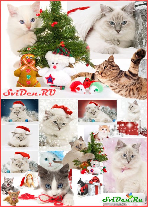 Клипарт - Самые красивые новогодние кошки