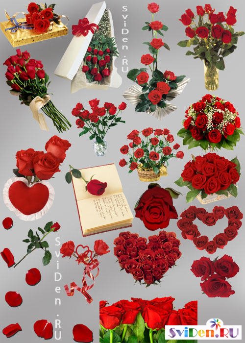 Клипарт Фотошопа - Роскошные красные розы