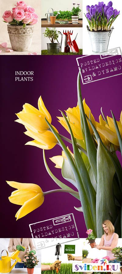 Фотоклипарт - Домашние растения