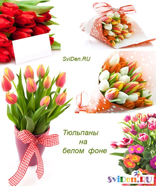 Клипарт растровый -  Весенние красивые тюльпаны