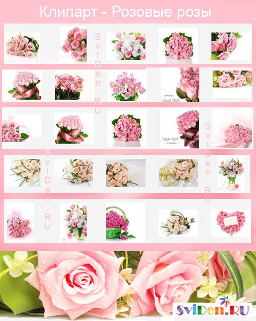 Клипарт растровый - Прекрасные розы розовые
