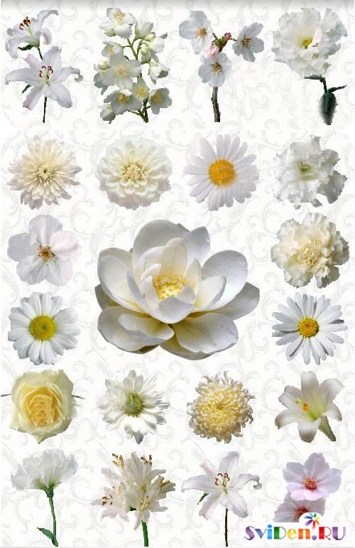 Клипарты  Фотошопа - Цветы белого цвета