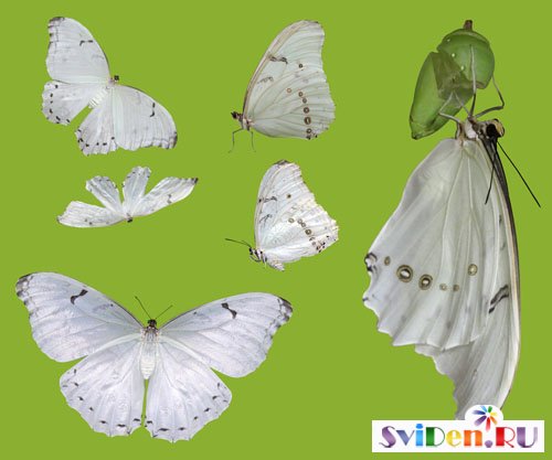 Клипарты Фотошопа - Бабочка белая