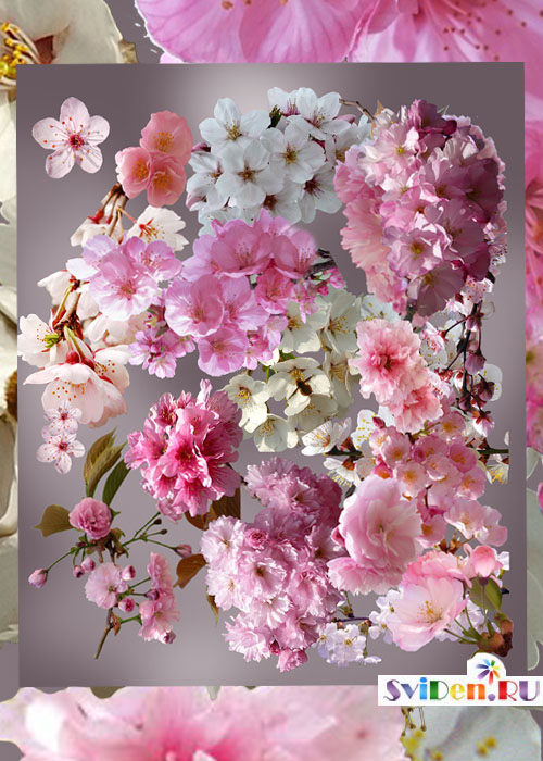 Клипарты Фотошопа – Весенние цветы