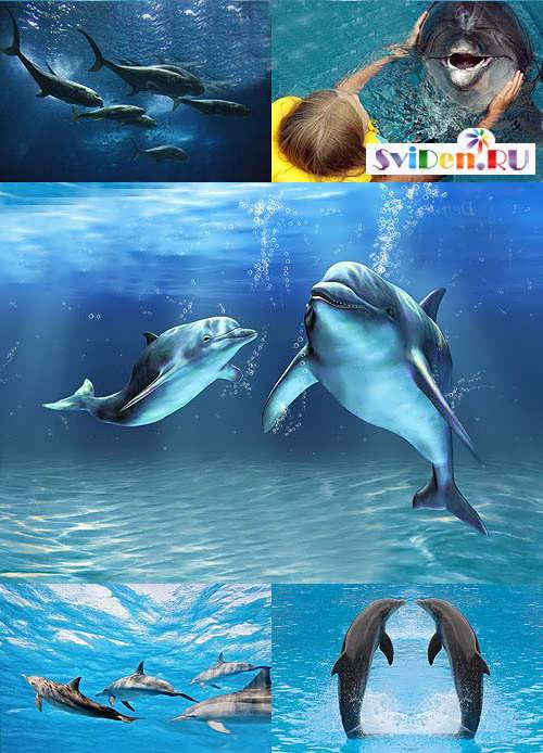 Растровый клипарт с симпатичными дельфинами
