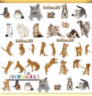 Клипарты Фотошопа - Красивые забавные кошки