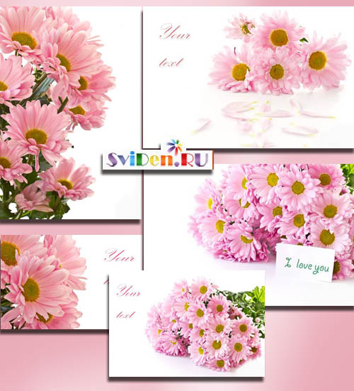 Клипарт растровый - Красивые розовые хризантемы