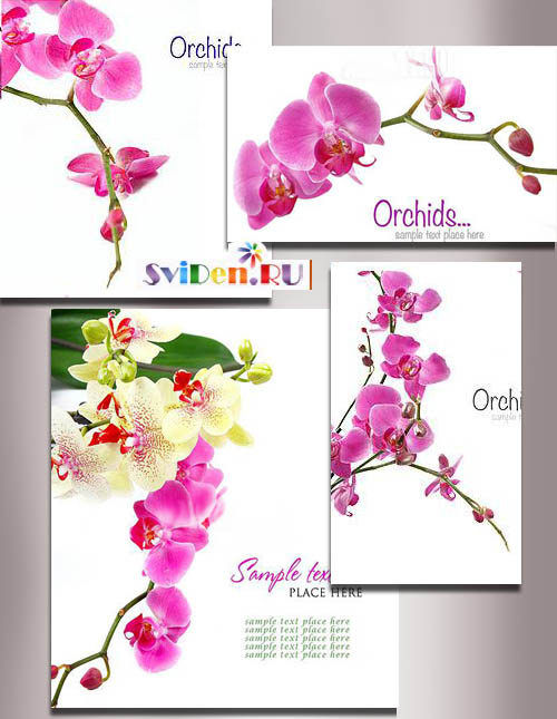 Клипарт растровый - Прекрасные орхидеи