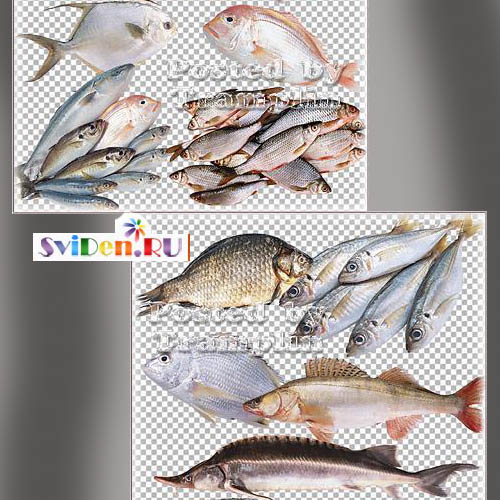Клипарты Фотошопа - Разнообразная рыба