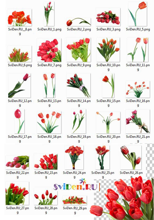 Красивые красные тюльпаны - Клипарты Фотошопа