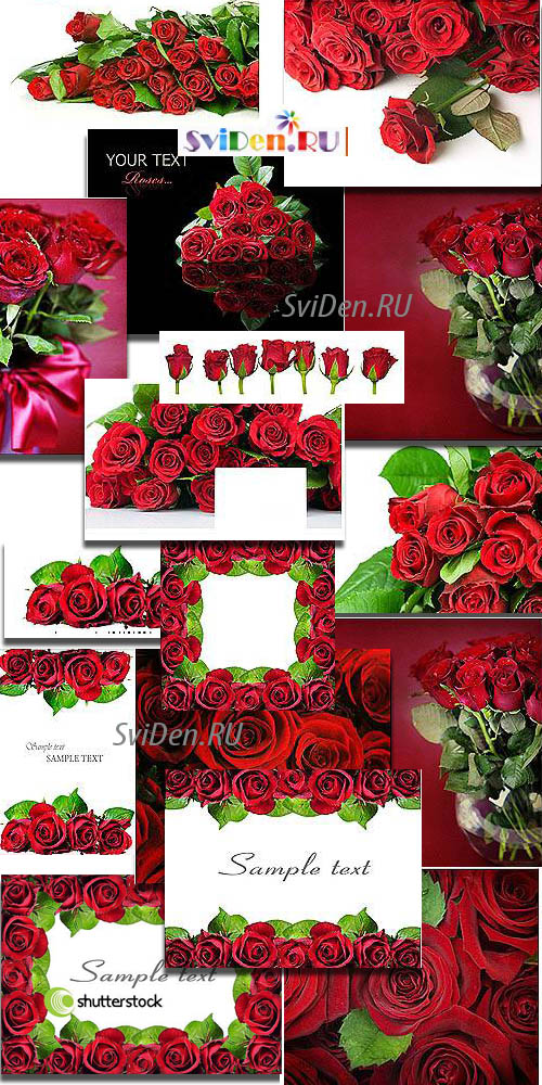 Чудные красные розы -  Новые растровые клипарты