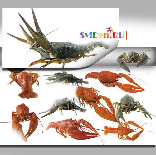 Клипарт Фотошоп - Раки - Crayfishes