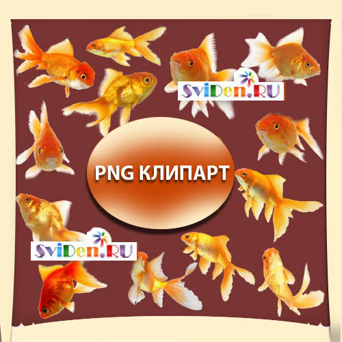 Клипарт Фотошоп - Золотые рыбки
