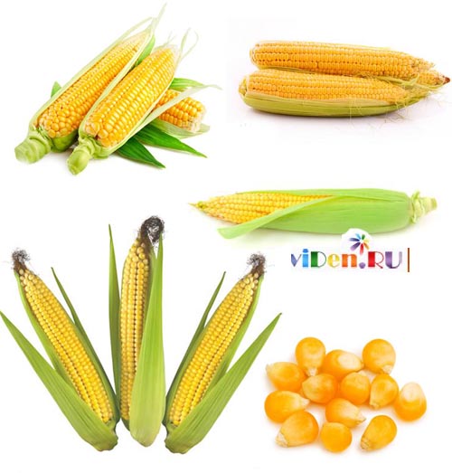 Растровый клипарт - Жёлтая кукуруза