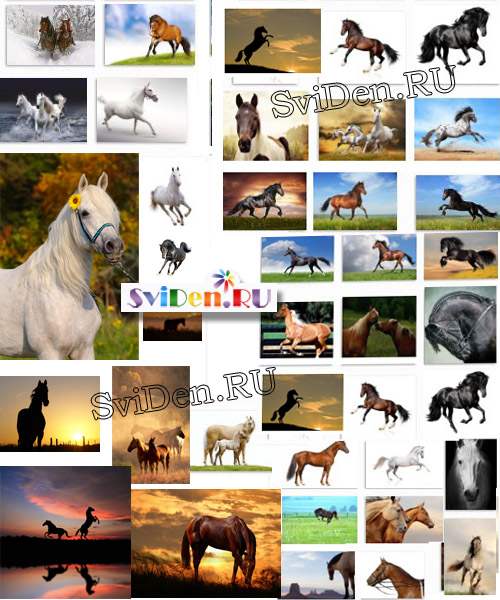 Красивые лошади фото - Растровый качественный клипарт