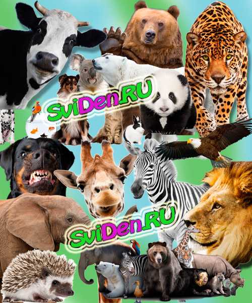 Животный мир - PSD клипарт с животными