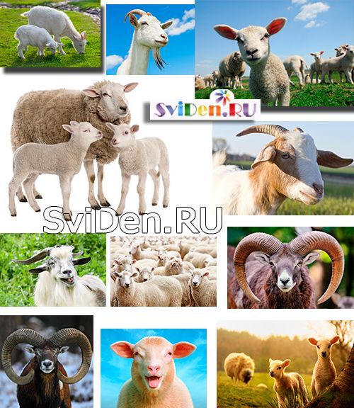 Овцы и козы под прицелом фотоаппарата - Растровый клипарт